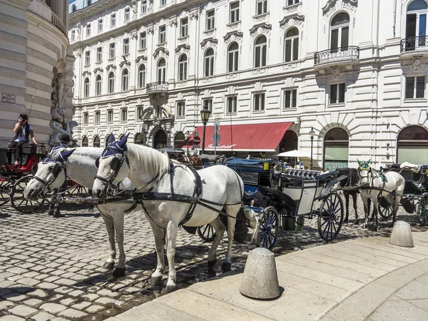 Två vita inredda hästar, kallas Fiaker, väntar på turister — Stockfoto