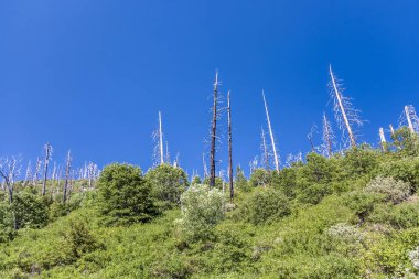 yosemite Milli Parkı mavi gökyüzü altında orman yangını