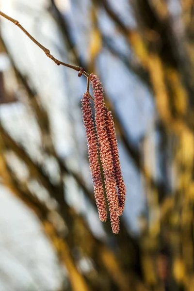 Willow kedicik, ağaç — Stok fotoğraf
