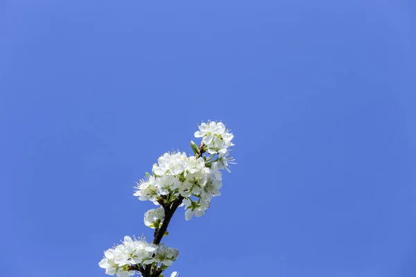 Detalhe da macieira florescente — Fotografia de Stock