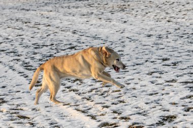 karla kaplı alan genç labrador köpek sahiptir