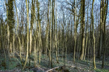 Kışın ormandaki gündoğumu
