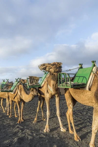 Caravana de camellos a través de la zona volcánica de timanfaya — Foto de Stock