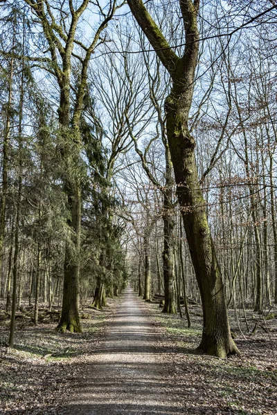 Amanecer en el bosque en invierno —  Fotos de Stock