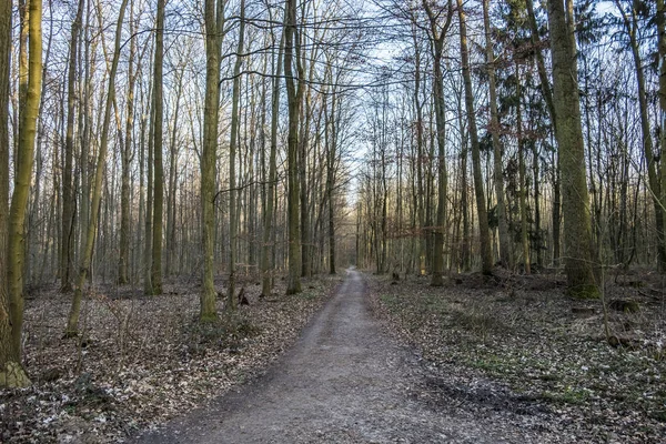 Východ slunce v lese v zimě — Stock fotografie