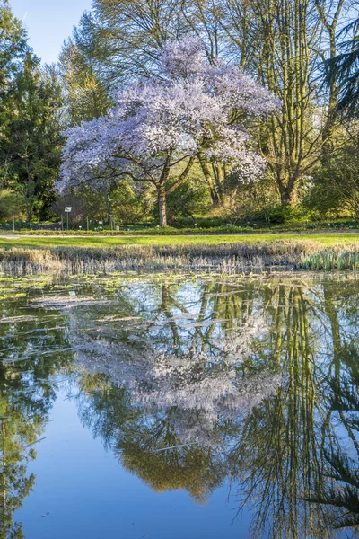 Reflexão de cerejeira no lago — Fotografia de Stock