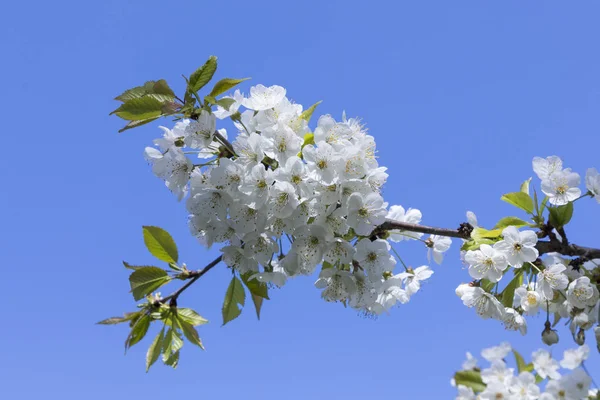 Dettaglio di bocciolo di mela rosa all'albero — Foto Stock