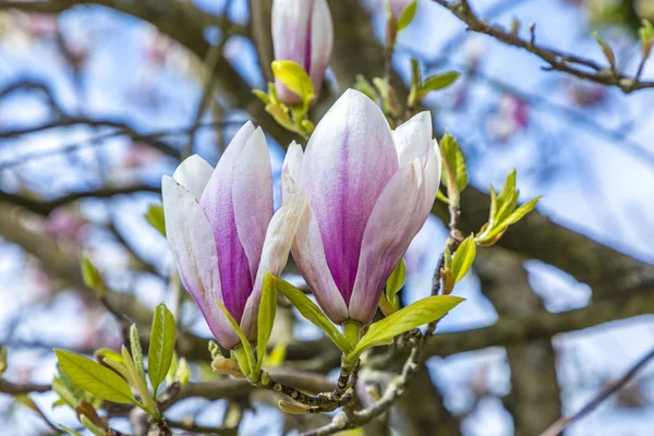 Bloeiende magnoliaboom onder de blauwe hemel — Stockfoto