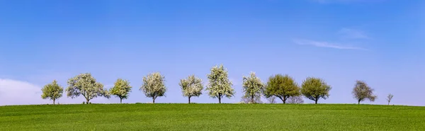 Des arbres en fleurs dans une rangée à l'horizon — Photo