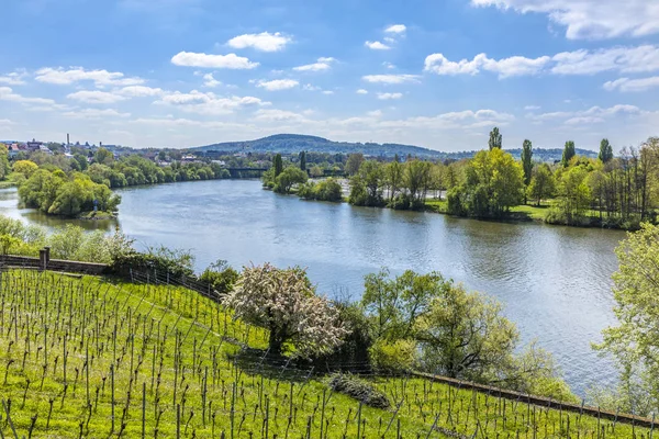 View to river Main with vineyards — Stock Photo, Image