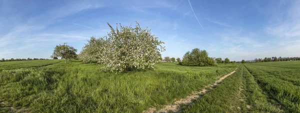 Blooming apple trees in spring — Stock Photo, Image