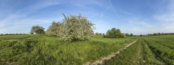 Meli fioriti in primavera — Foto Stock