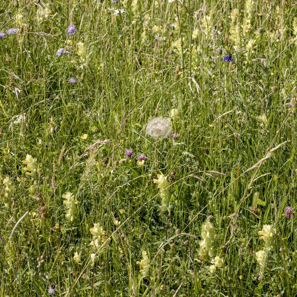 Wild flowers grow at the green meadow — Stock Photo, Image