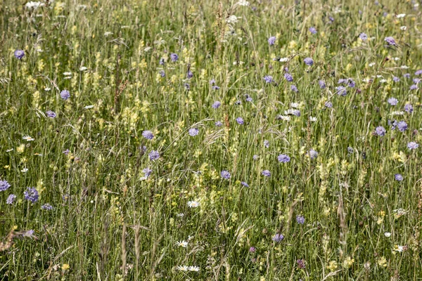 Wildblumen wachsen auf der grünen Wiese — Stockfoto