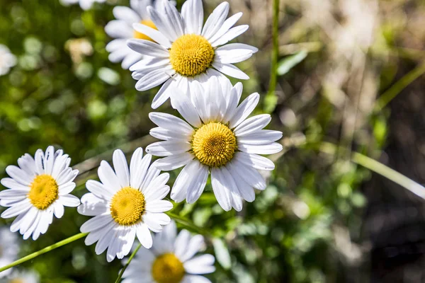 Detalhe da flor de margarida florescente — Fotografia de Stock