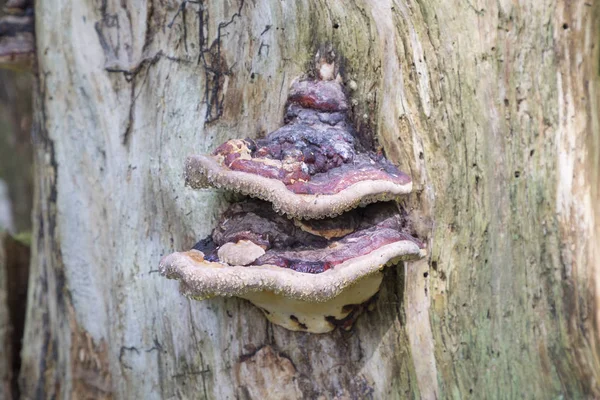 蘑菇生长的树木 — 图库照片