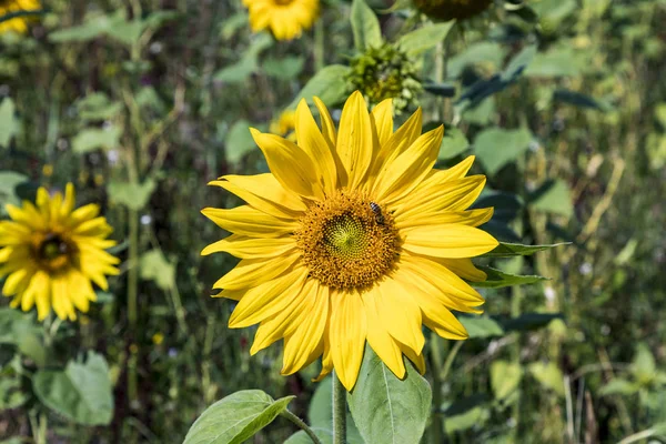 Sunflowers grow at the field — Stock Photo, Image