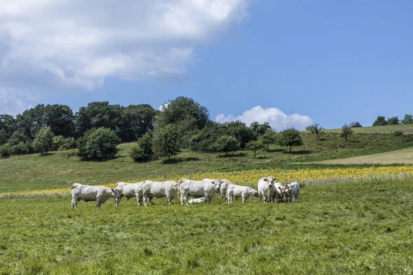 Vacas pastando en el prado en el paisaje rural —  Fotos de Stock