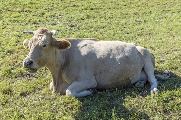 Vaca relaja en el prado verde —  Fotos de Stock