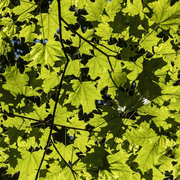 Dettaglio querce verdi alla luce del sole — Foto Stock