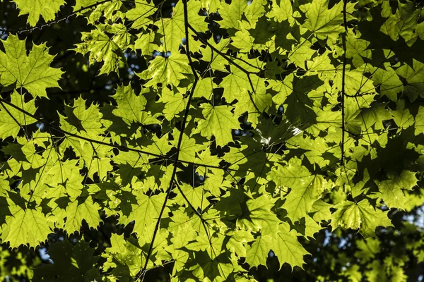 Detalhe de carvalhos verdes na luz solar — Fotografia de Stock