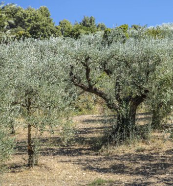 provence yakınındaki Nyons zeytin ağaçları büyümek