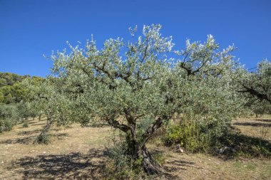 provence yakınındaki Nyons zeytin ağaçları büyümek