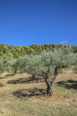 Provence zeytin ağacı