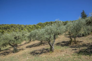 Provence zeytin ağacı
