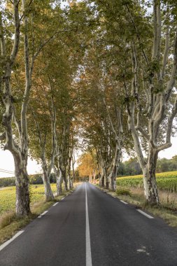 Çınar ağaçları ile tipik sokak 