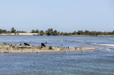yabani boğa praze ve C Rhone deltasında Beach'de huzur