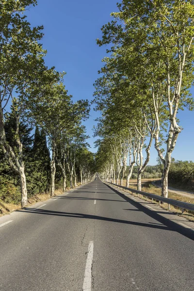 フランスの緑のプラタナスの木と路地 — ストック写真