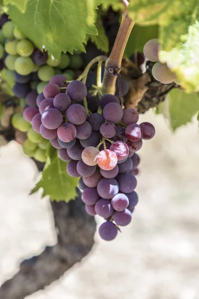 Виноград, растущий на винограднике — стоковое фото