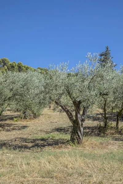 Olajbogyó fák nőnek a Provence közel Nyons — Stock Fotó