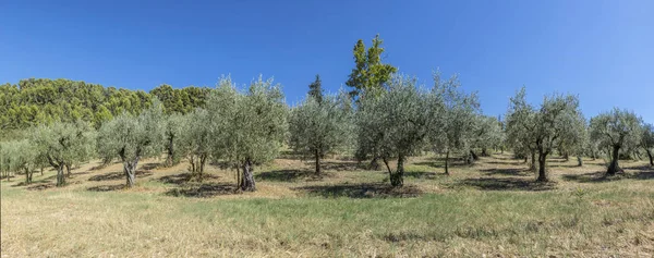 Olajbogyó fák nőnek a Provence közel Nyons — Stock Fotó