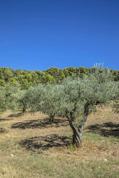 A Provence-ban olajfa — Stock Fotó