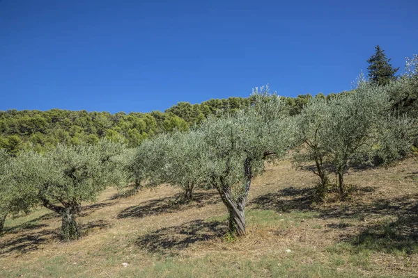 Provence zeytin ağacı
