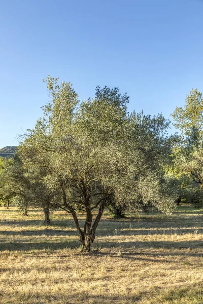 Festői olajfák, a Park közelében Lourmarin, Provence, Franciaország — Stock Fotó