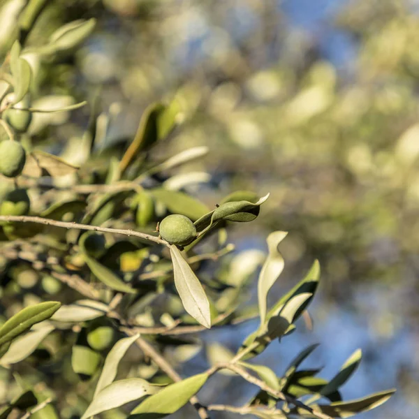 Detail of  olive fruit — Stock Photo, Image