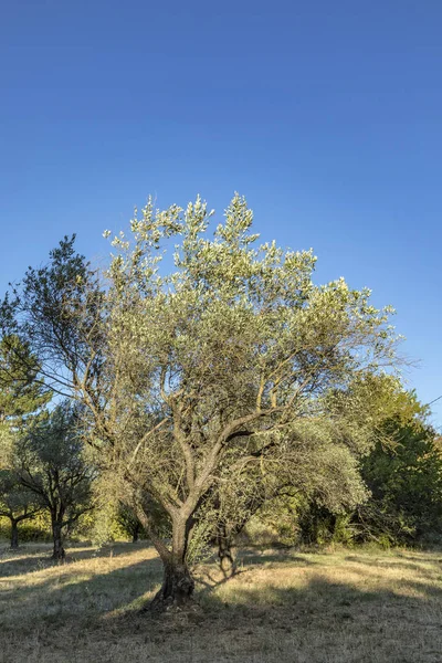 루르 마랭, 프로방스, 프랑스 근처 공원에서 아름 다운 올리브 나무 — 스톡 사진