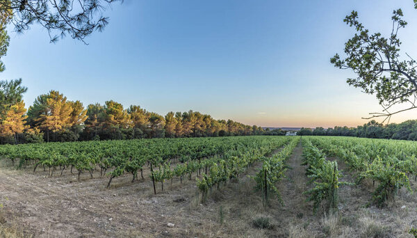 ландшафт виноградника в Провансе
 