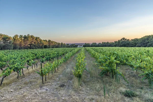 Paisagem vinícola na Provença — Fotografia de Stock