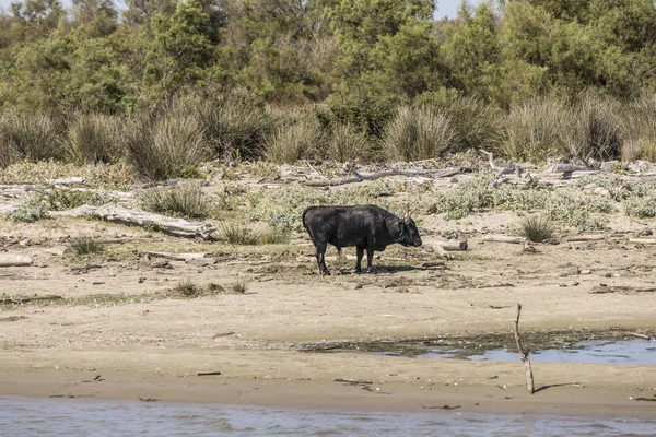 Wilde Stiere prahlen und ruhen sich an einem Strand im Rhône-Delta im — Stockfoto