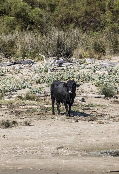 Taureaux sauvages farcissent et se reposent sur une plage dans le delta du Rhône dans le C — Photo