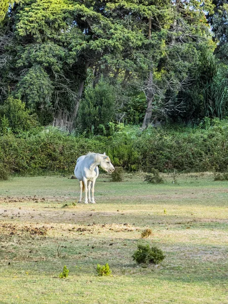 White horses graze at the meadow in the camargue — Stock Photo, Image