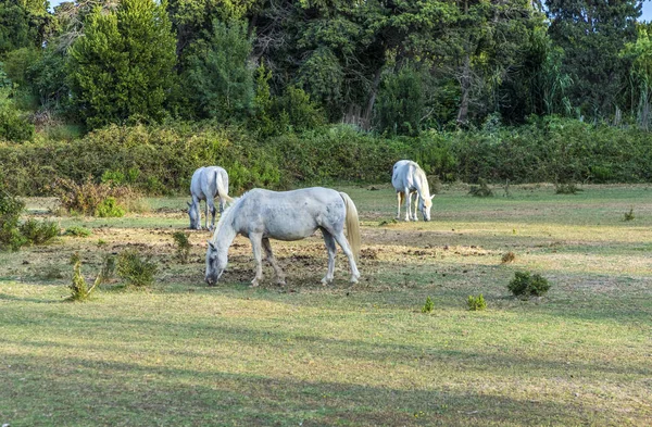 Chevaux blancs pâturent dans la prairie de la camargue — Photo
