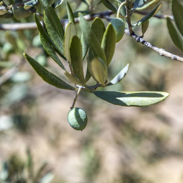 Olive ile zeytin ağacının ayrıntı — Stok fotoğraf