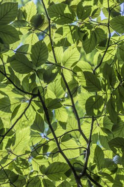ayrıntılı olarak yeşil yaprakların harmonik desen