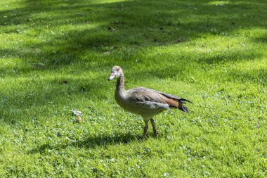 ördek yürümek çayır çevresinde 