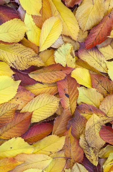 Jesienne liście, leżącego w wyblakłe liści — Zdjęcie stockowe
